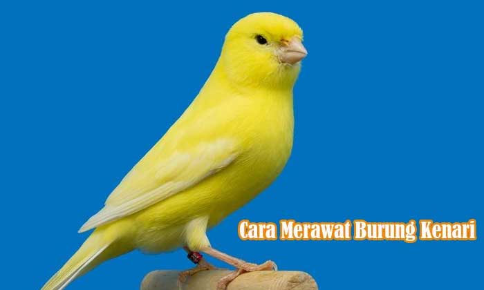 Merawat Burung Kenari